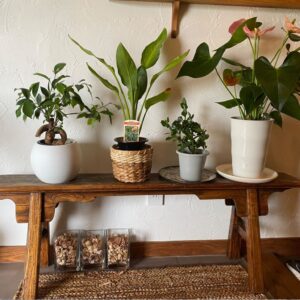 ペキュリア栃木宇都宮にある観葉植物